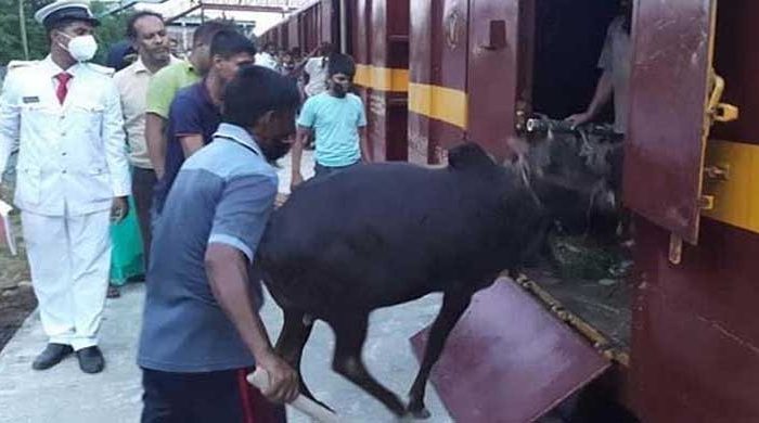 ক্যাটল স্পেশাল ট্রেনে প্রায় ১ হাজার গরু-ছাগল ঢাকায় এসেছে