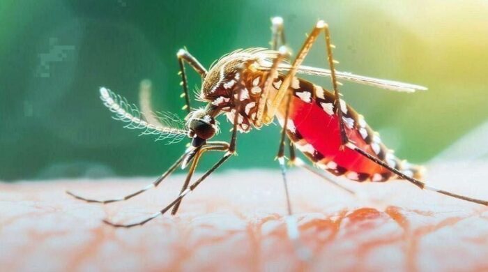 ডেঙ্গুতে ৬ জনের মৃত্যু, হাসপাতালে ভর্তি ২ হাজার ৮৮